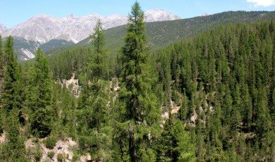 Seeing the forest for the trees